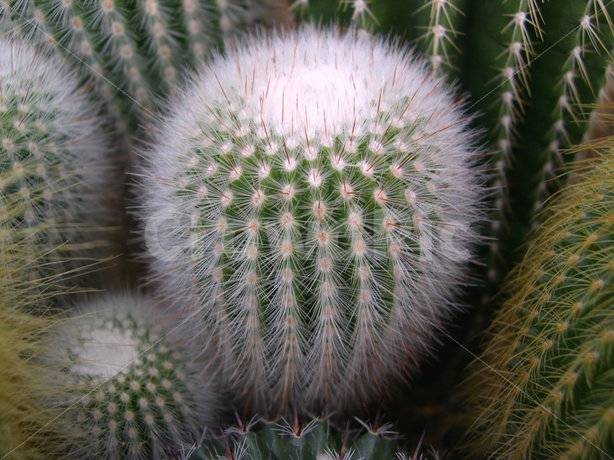 선인장,식물,자연,cactus,plants,식물,자연,plants,nature