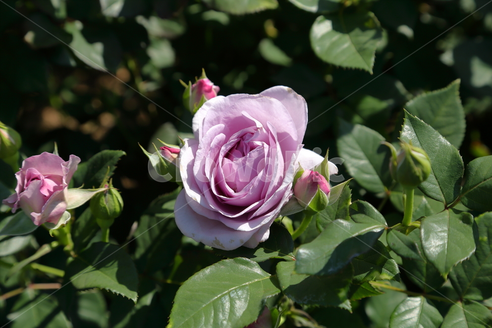 장미,장미꽃,5월,6월,flower,rose,보라장미,보라색,식물
