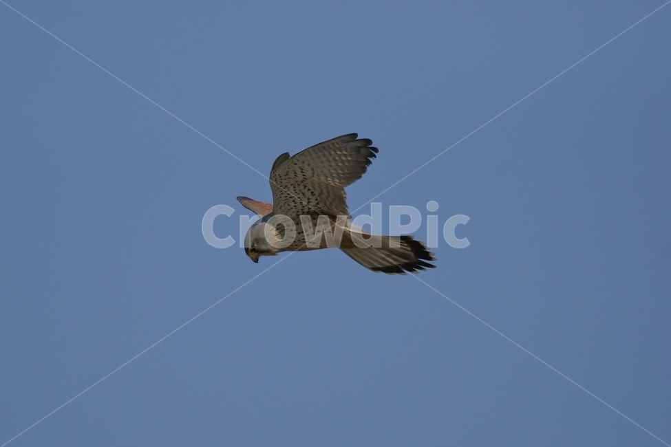 황조롱이,천연기념물,맹금류,정지비행,조류,동물,animal,조류,새,birds