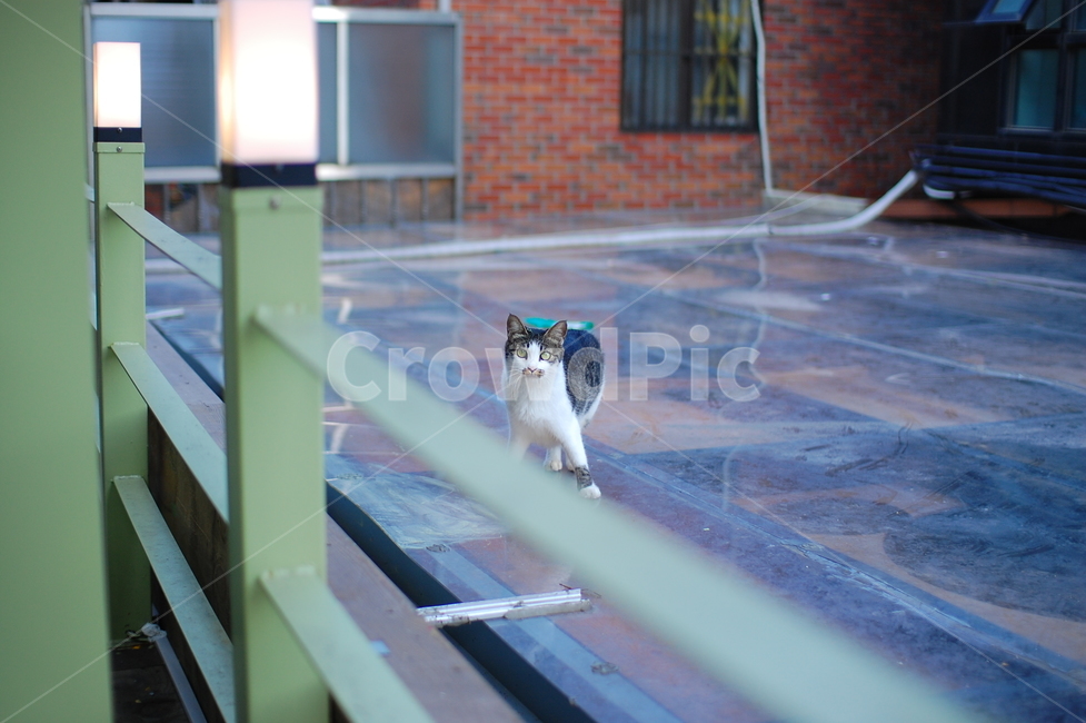 고양이,길고양이,지붕,cat,아이컨택,eyecontact,눈맞춤,동물,animal,포유류,mammal,고양이,cat,kitten,kitty
