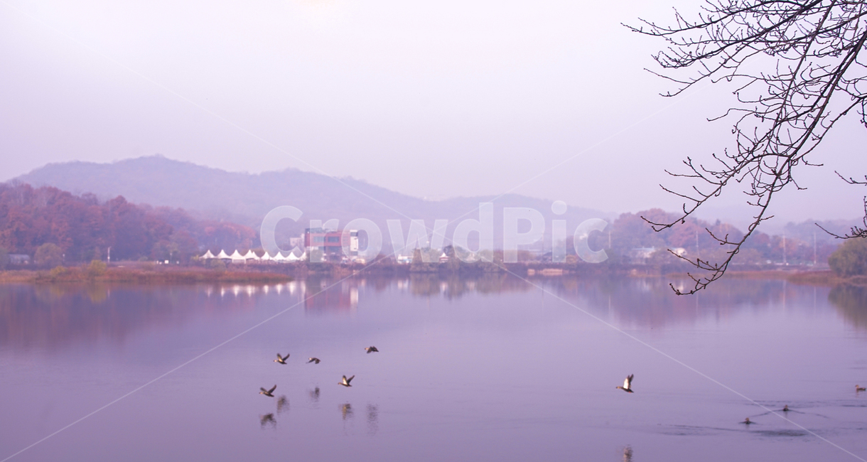 호수,가을,물안개,안개,단풍,계절,풍경,자연,풍경,nature,landscape,outdoors,옥외,animal,동물,bird,새,weather,날씨