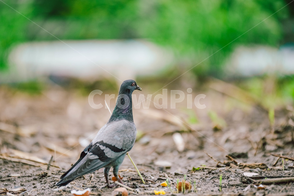 bird,새,animal,동물,비둘기,조류,유해조류,동물,animal,조류,새,birds