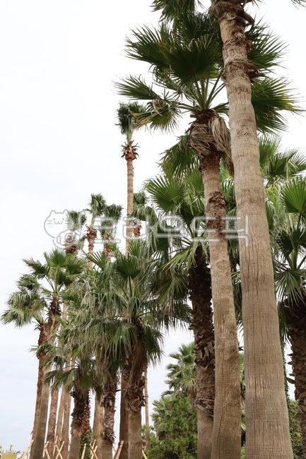 제주도,금능해수욕장,야자수,나무,제주야자수