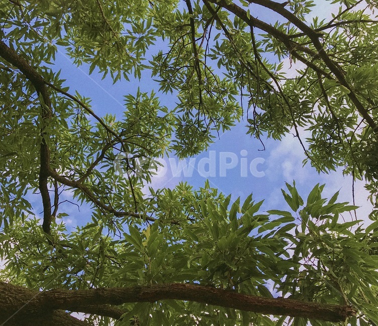 자연,식물,나무,tree,plant,하늘,sky,시골