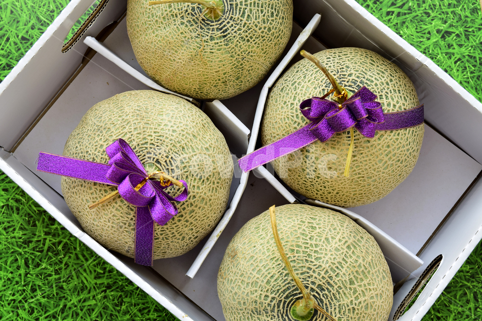 멜론,메론,과일,열매,열대과일,리본,박과,박스,melon,fruit,food,plant,ribbon,box,음식,식재료,요리,food,cook,meal,dishes,food reserves,과일,열매,fruit