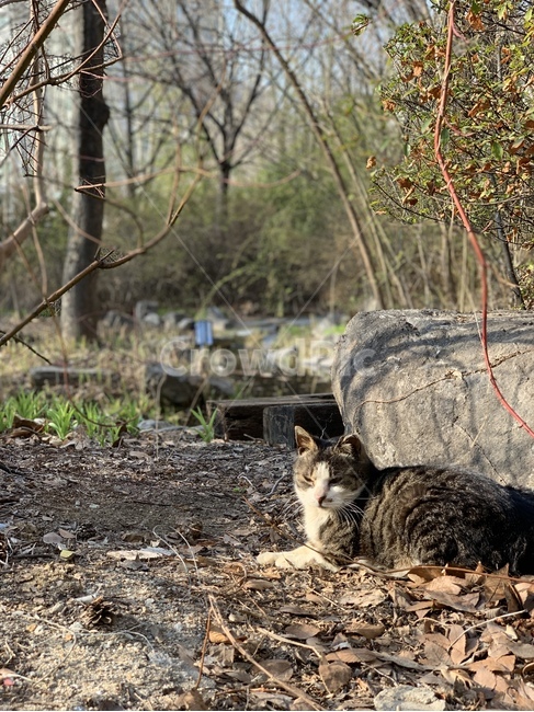 봄,고양이,길냥이,홍냥이,오후,나른함,동물,일광욕,따듯함,여유,동물,animal,포유류,mammal,고양이,cat,kitten,kitty