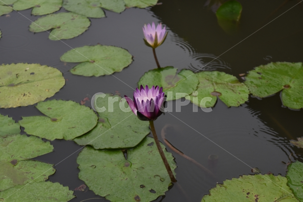 연꽃,연못,개구리,왕눈이,여수,식물,자연,plants,nature,꽃,flower