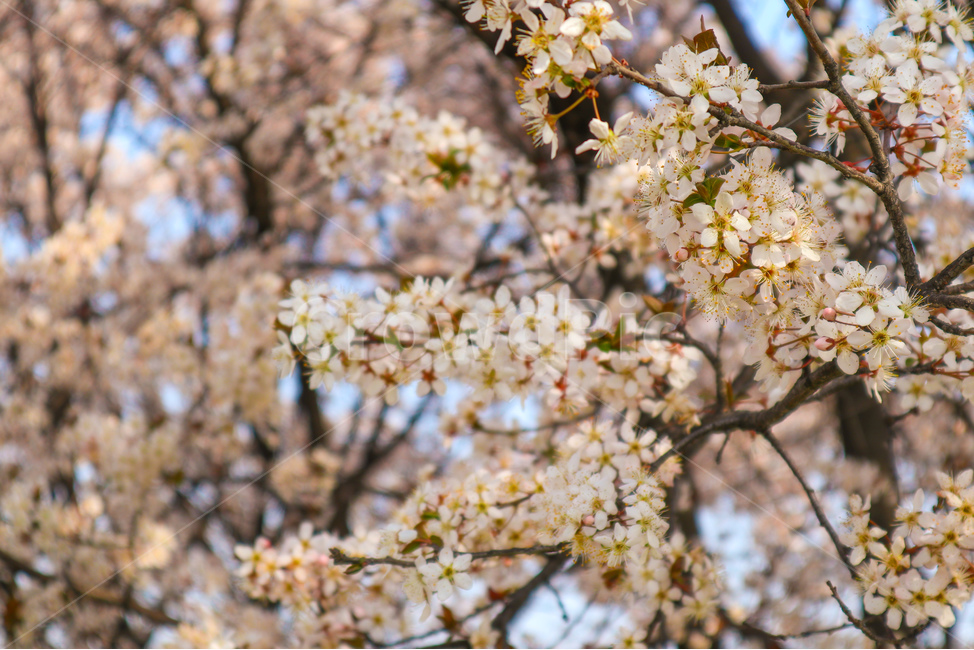 봄,spring,벚꽃,cherryblossom,분홍,분홍색,pink,식물,plant,꽃,blossom,flower