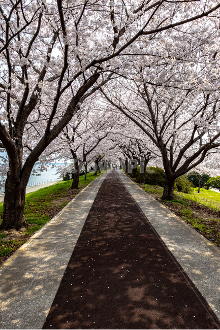 벚꽃,벚꽃길,꽃길,축제,벚꽃축제,봄,계절,spring,season,자연,풍경,nature,landscape,plant,식물