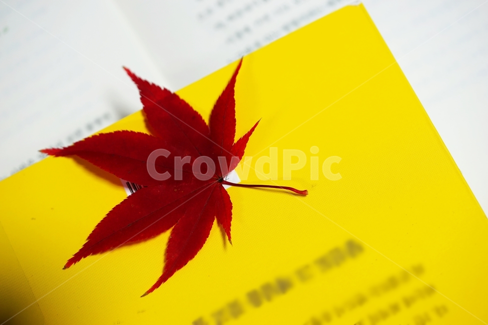 단풍잎,단풍,낙엽,단풍나무,가을,가을,계절,fall,autumn,season,leaf,잎,plant,식물,tree,나무