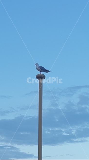 bird,새,갈매기,animal,동물,seagull,하늘,조류,새,birds