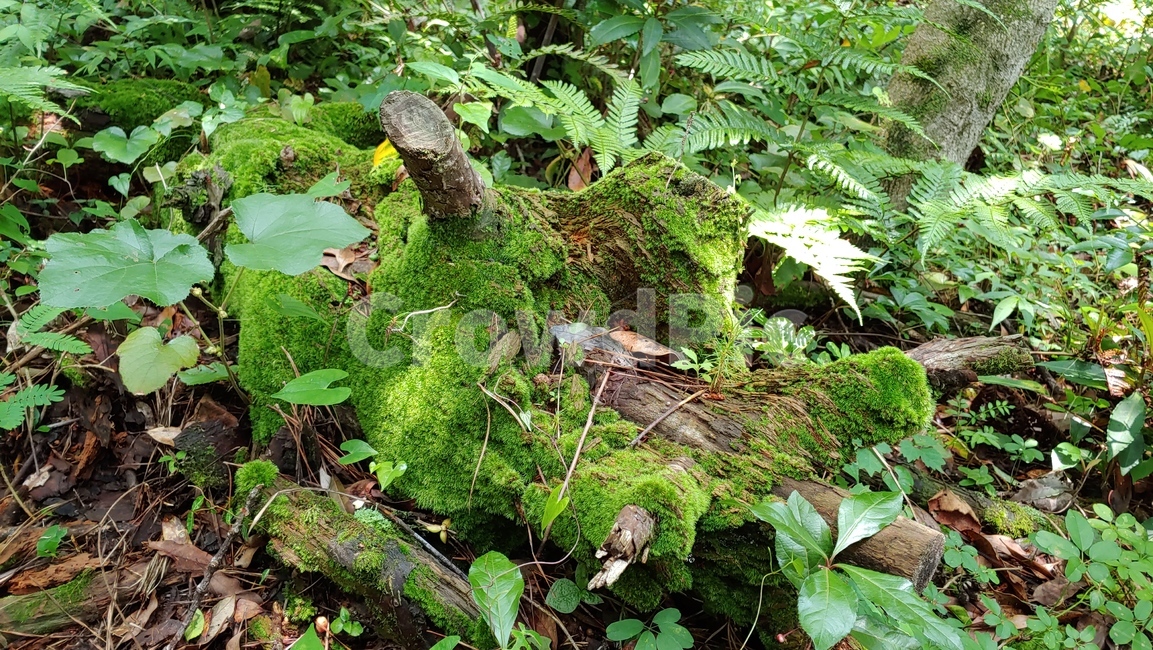 나무,자연,양치식물,이끼,nature,fern