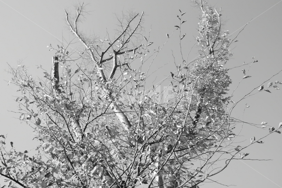 흑백,나무,겨울,배경,풍경,식물,자연,plants,nature,나무,trees,wood,흑백,모노톤,monochrome,black and white