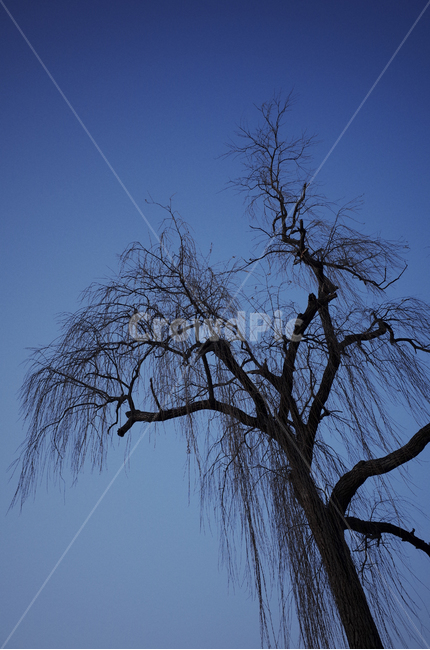 tree,나무,plant,식물,treetrunk,나무줄기,나뭇가지,하늘,sky,blue,파란하늘,푸른하늘,파란,푸른
