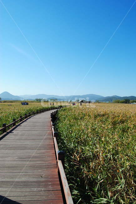 길,하늘,갈대,순천,순처만습지,풍경,자연,풍경,nature,landscape,bridge,다리,building,건물,boardwalk,산책로,outdoors,옥외