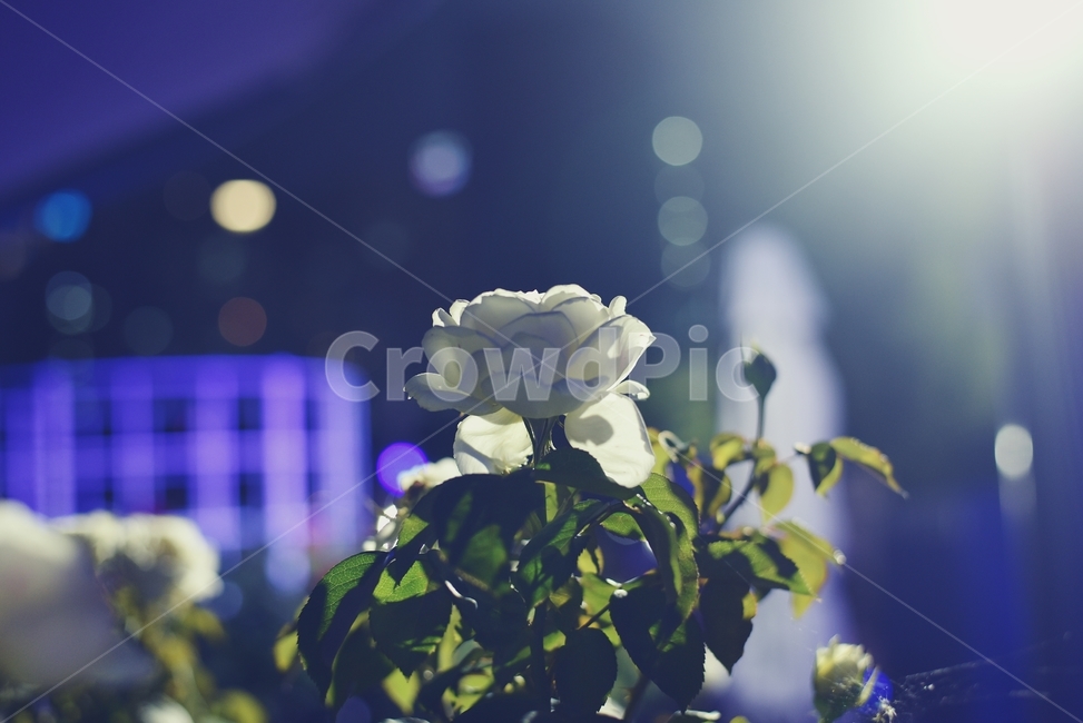 꽃,그날,보케,백장미,아련