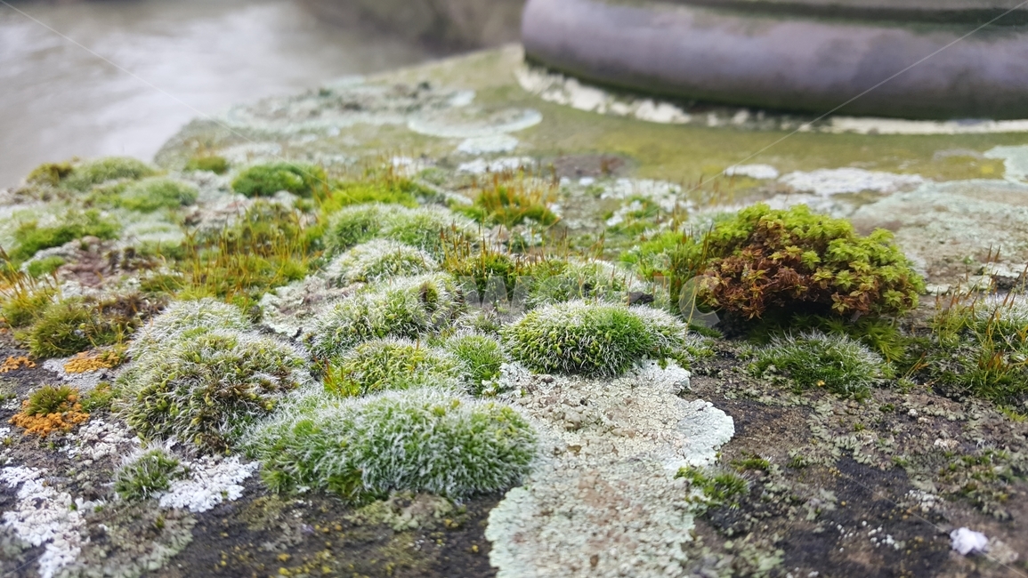 이끼,이끼낀다리,moss,선태식물,lichen,식물