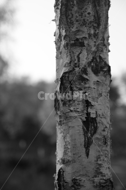 나무,나무껍질,풍경,tree,흑백사진,식물,자연,plants,nature,나무,trees,wood,흑백,모노톤,monochrome,black and white