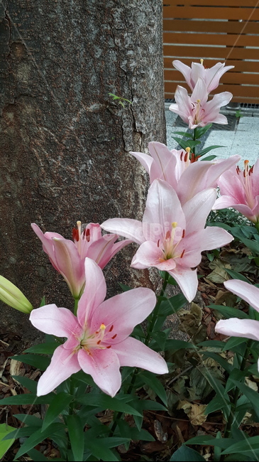 식물,꽃,연분홍색,만개,나리꽃,blossom,flower,plant,식물,자연,plants,nature,꽃,flower