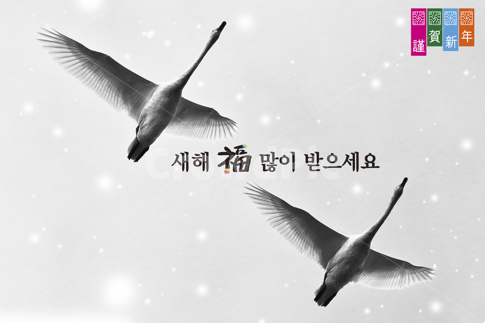새해,새해인사,새해복많이받으세요,인사말,고니,새,동물,한국전통,한국문화,korean traditional,korean culture,그래픽,일러스트레이션,graphic,illustration