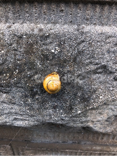 돌,비,달팽이,rain,snail,stone