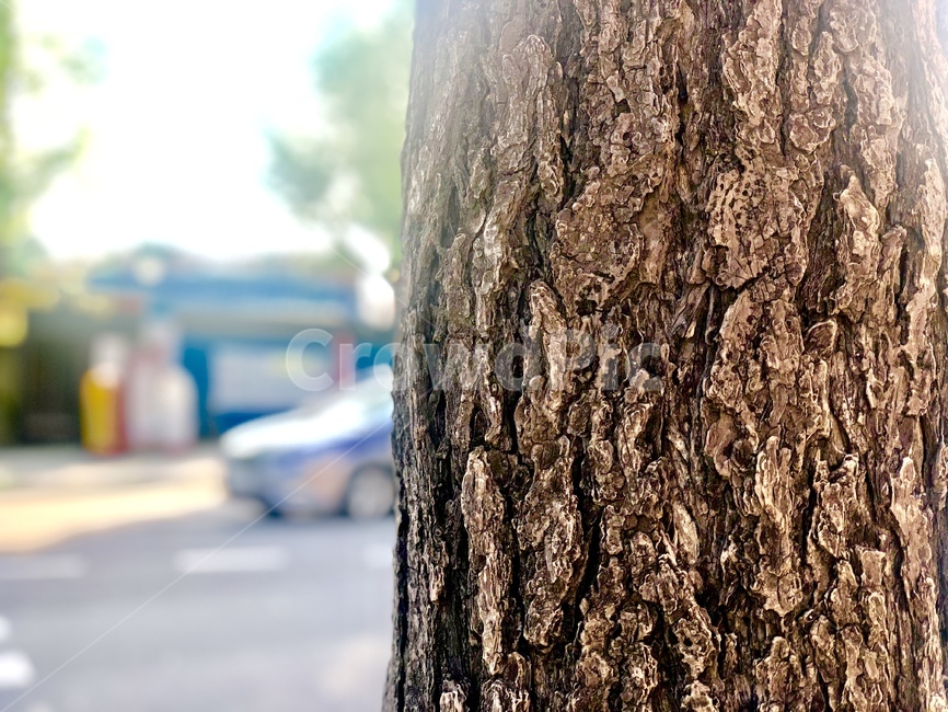 나무,식물,나무껍질,자연,나무기둥,나무,trees,wood