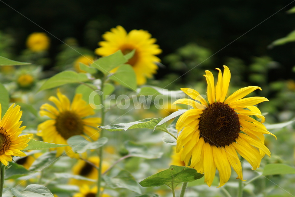 해바라기,태백해바라기,여름꽃,해바라기여려개,해바라기축제,식물,자연,plants,nature,꽃,flower