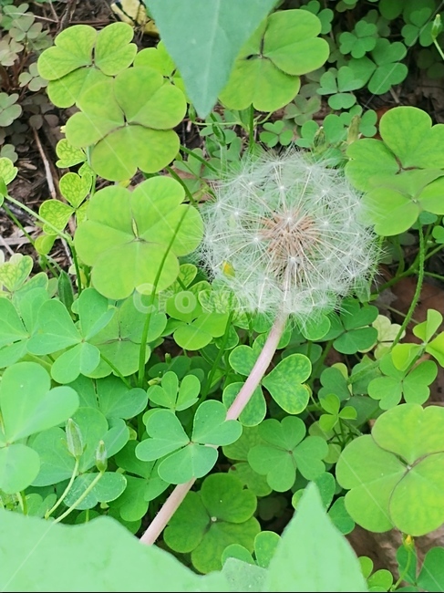 식물,민들레,blossom,꽃,flower
