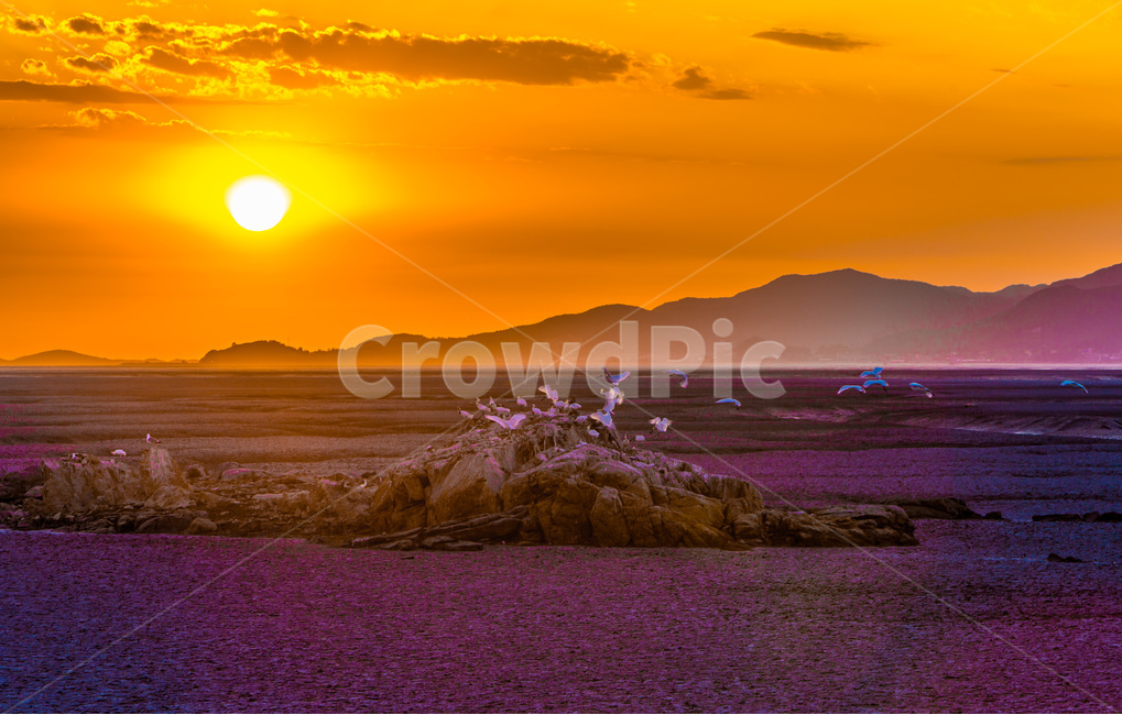영종도,썰물,갯벌,낙조,석양,환경,무늬,문양,철새,자연,풍경,nature,landscape,한국자연풍경,한국자연경관,korea nature landscape,동물,animal,조류,새,birds,outdoors,옥외