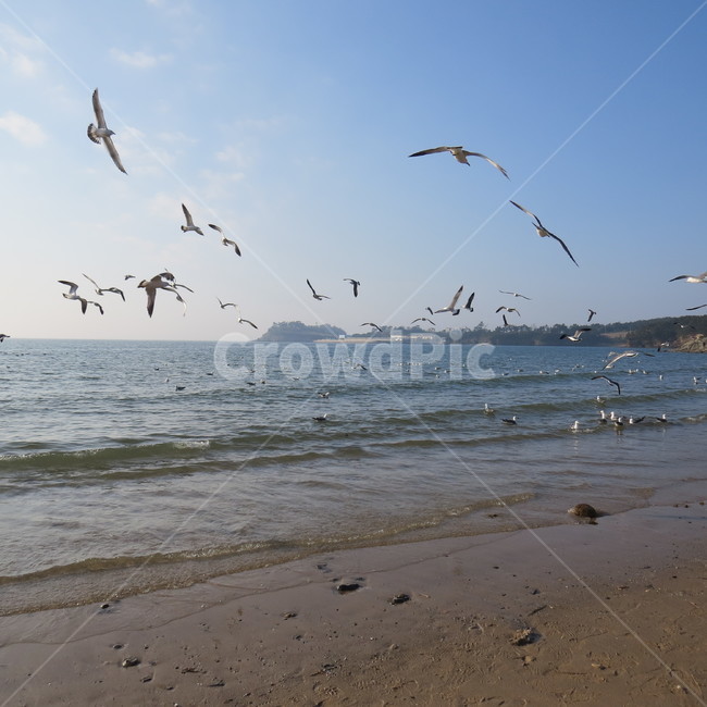 바다,격포,해수욕장,바닷가,해안,갈매기,풍경,기분좋은,파란,해변,해변가,동물,animal,조류,새,birds