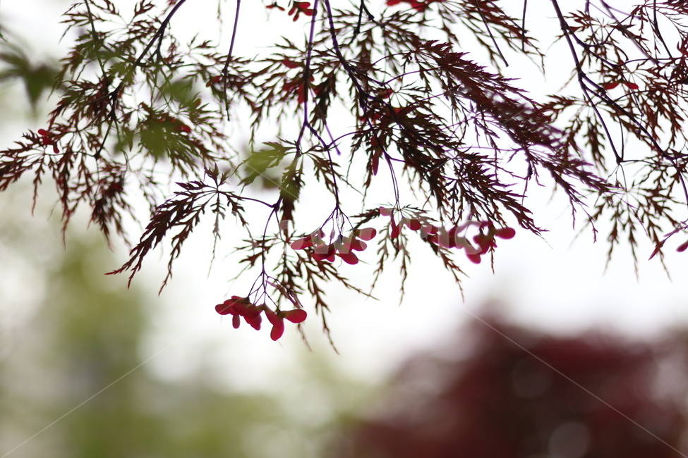 홍공작나무,붉음,연두,봄,빛,식물,자연,plants,nature