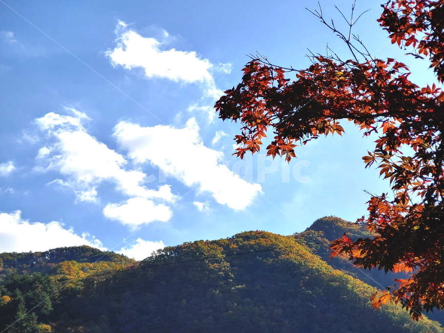 단풍,가을,산,나무,붉은단풍,가을,계절,fall,autumn,season,자연,풍경,nature,landscape,leaf,잎,plant,식물,tree