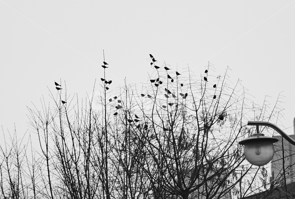 참새,새,조류,동물,animal,bird,흑백,blackandwhite,동물보호,감성,nature,자연,동물,animal,조류,새,birds,흑백,모노톤,monochrome,black and white
