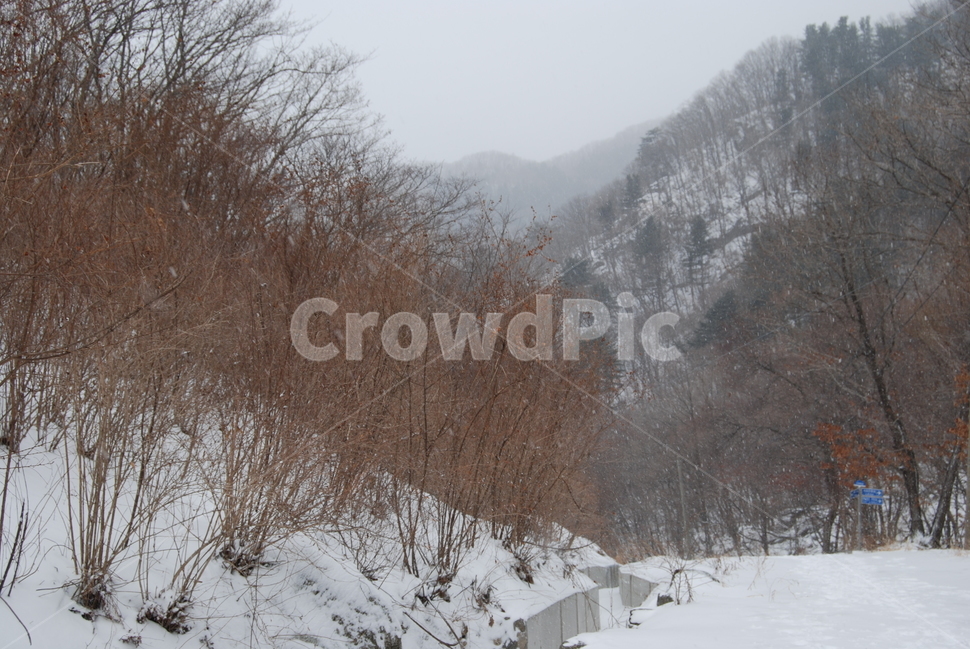축령산,겨울,자연휴양림,눈,탐방로,겨울,계절,winter,season,자연,풍경,nature,landscape,한국자연풍경,한국자연경관,korea nature landscape,outdoors,옥외
