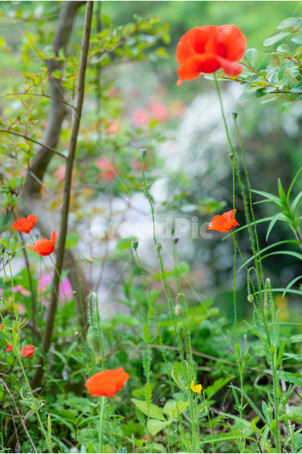 양귀비,poppyflower,빨간꽃,꽃,red,flower,봄,spring,5월,may,식물,자연,plants,nature,꽃,flower