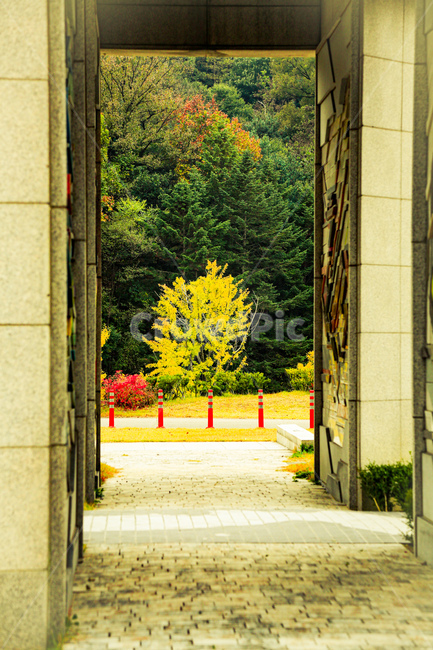 flagstone,판석,단풍,나무,통로,가을,계절,fall,autumn,season
