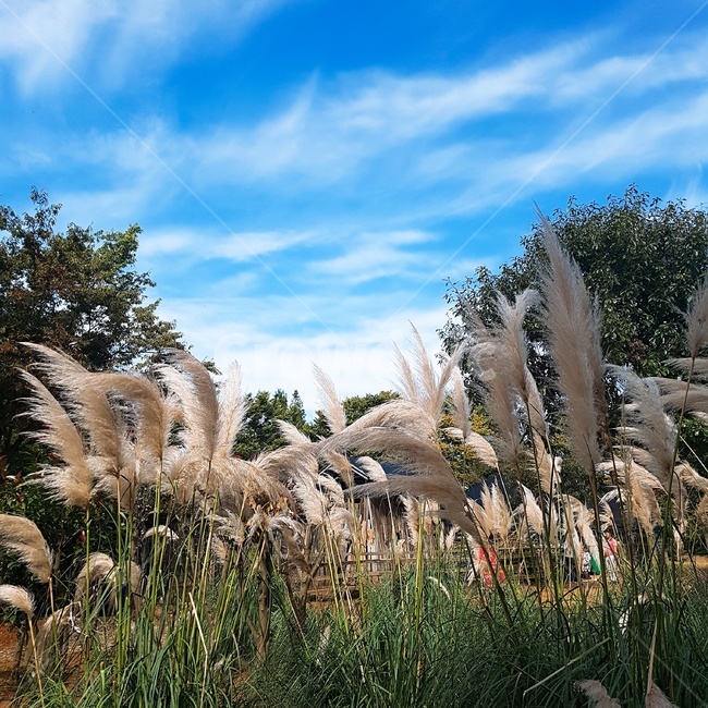 청산수목원,자연,풍경,팜파스,식물,하늘,구름,수목원,태안,nature,landscape,pampas,plants,sky,cloud,arboretum,grass,잔디,plant,lawn,reed,갈대,가을,계절,fall,autumn,season,식물,자연,plants,nature
