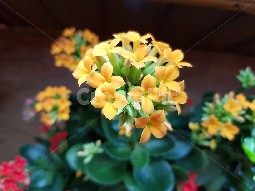 꽃,다육이,봄,노란꽃,식물,식물,자연,plants,nature,꽃,flower