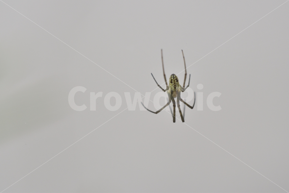 거미,거미줄,곤충,벌레,스파이더,동물,animal,곤충,벌레,insect,bug
