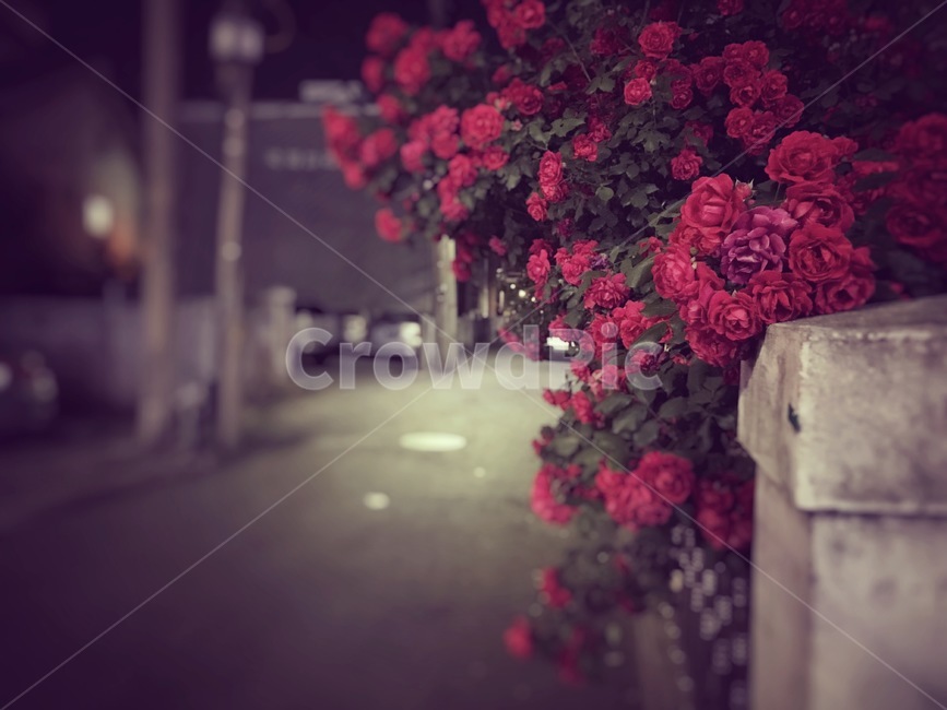 장미꽃,꽃,blossom,flower,붉은꽃