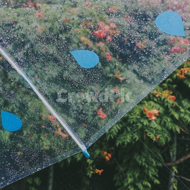 여름,장마,우산,능소화,꽃,flower,summer,rain,umbrella,비,비오는날,rain,rainy
