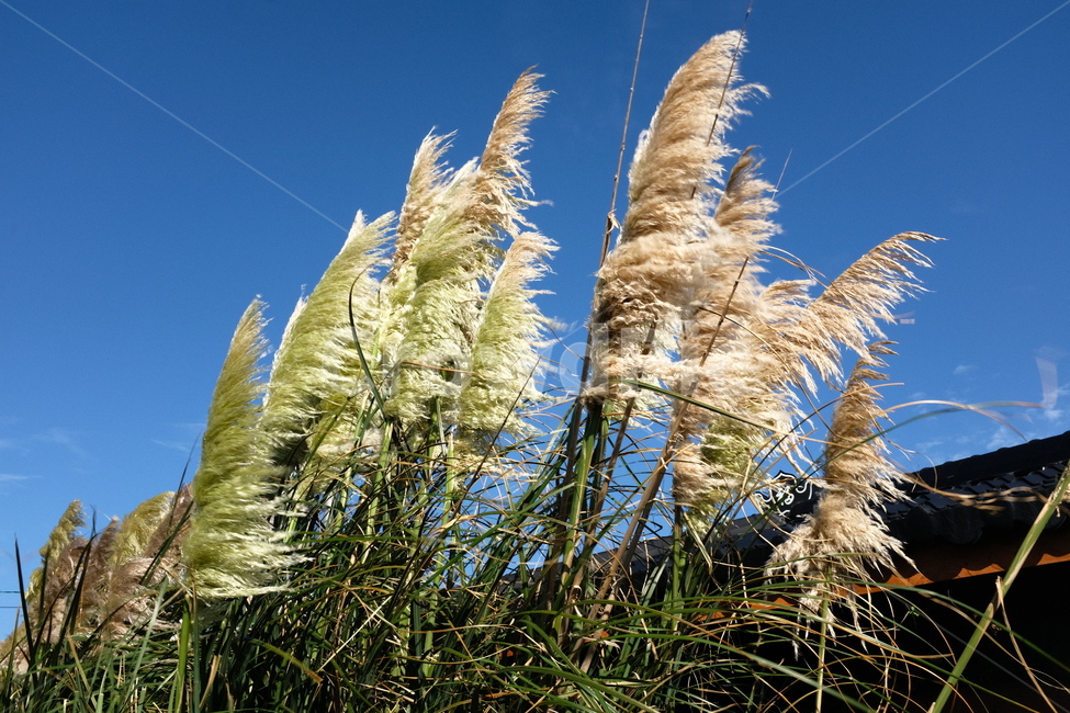 제주도,갈대,하늘,시골,자연,식물,자연,plants,nature