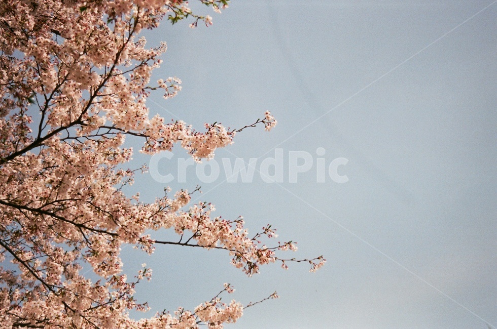벚꽃,파란,하늘,분홍,봄,필름사진,봄,계절,spring,season,자연,풍경,nature,landscape,plant,식물,flower,꽃,blossom