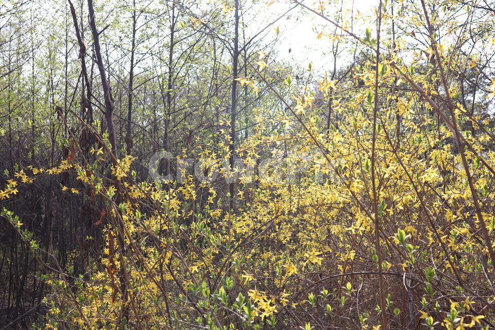 flower,개나리,꽃,노란꽃,노란색,forsythia