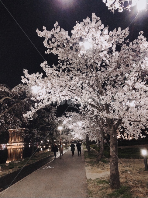 벛꽃,경포,경포호수,꽃,밤풍경,봄,계절,spring,season,야경,밤,풍경,nightscape,night,landscape,plant,식물