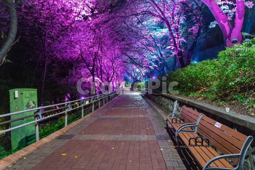 인천,자유공원,야경,led,조명,야간,동인천,차이나타운,나무,공원,산책,산보,산길,오솔길,통로,보도,숲속,형형색색,forest,path,lane,trail,walkway,길,수풀,벤치,의자,bench,자연,park,tree,nature,풍경,landscape,scenery,scene,view,night,nightview,nightscene,lighting,illumination,lamp,light,colourful,숲,야경,밤,풍경,nightscape,night,landscape