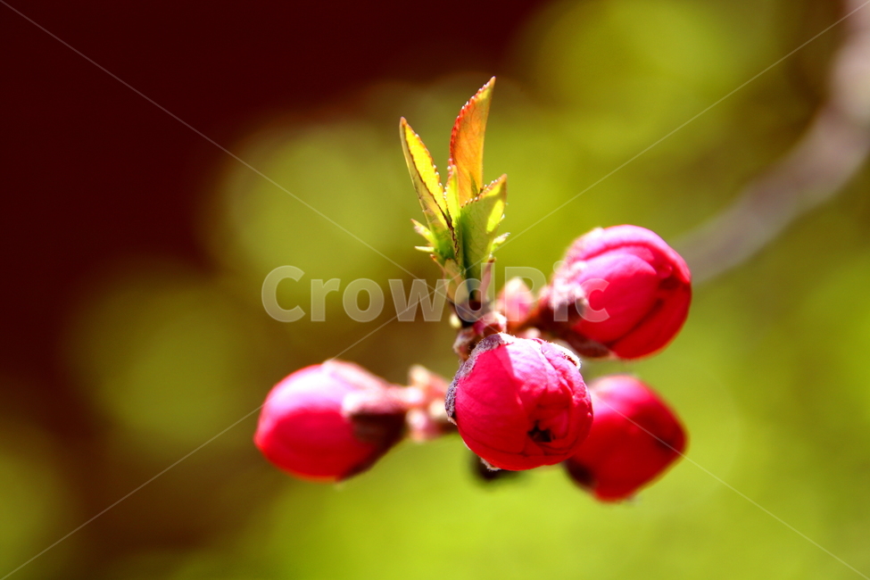 plant,식물,꽃,싹,flower
