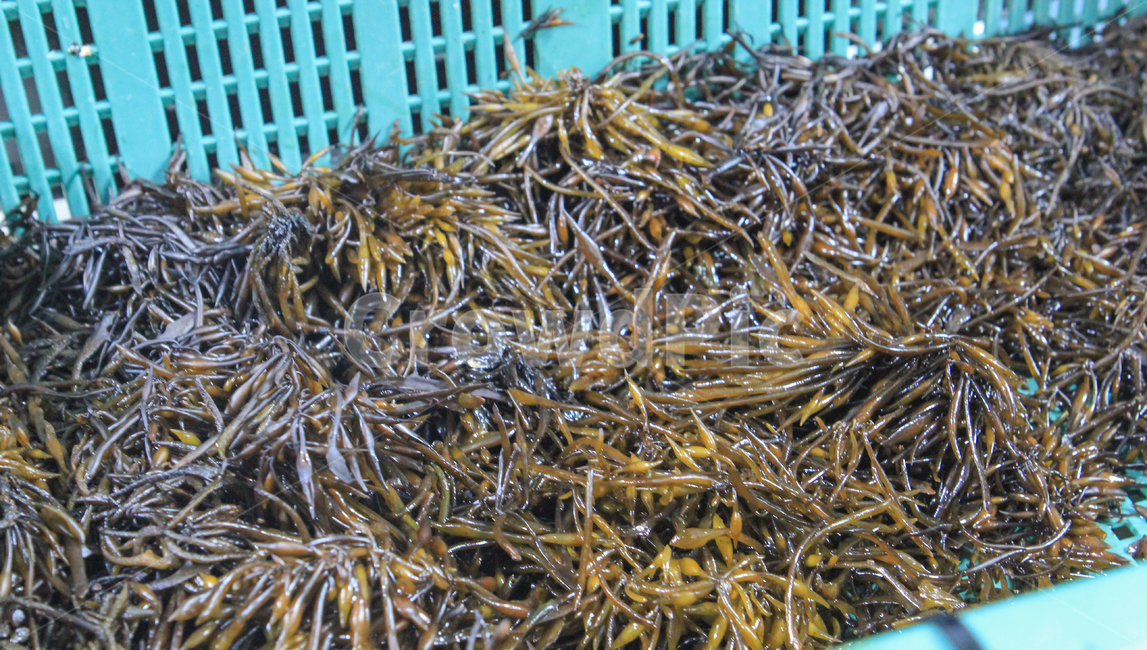 톳,톳무침,톳요리,해조류,해초류,해산물,수산물,바다,음식,요리