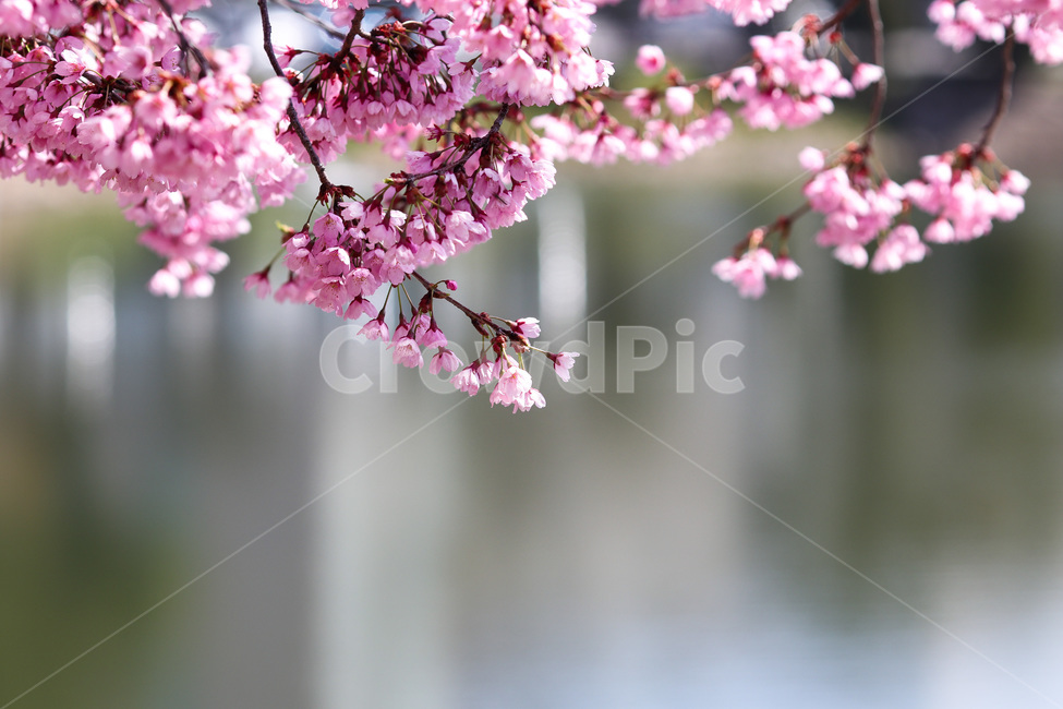 봄,봄날,봄꽃,꽃,벚꽃,아름다운,식물,계절,분홍,pink,cherryblossom,spring,flowers,beautiful,season