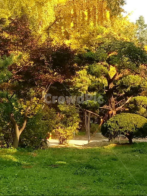 가을,단풍,낙엽,maple,plant,식물,단풍나무,단풍잎,leaf,잎,tree,나무,계절,fallautumnseason,가을단풍,자연,풍경,경치,가을,계절,fall,autumn,season,식물,자연,plants,nature,나무,trees,wood,tree trunk,나무 줄기